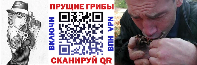 Галлюциногенные грибы Psilocybe нарко площадка как зайти Карпинск